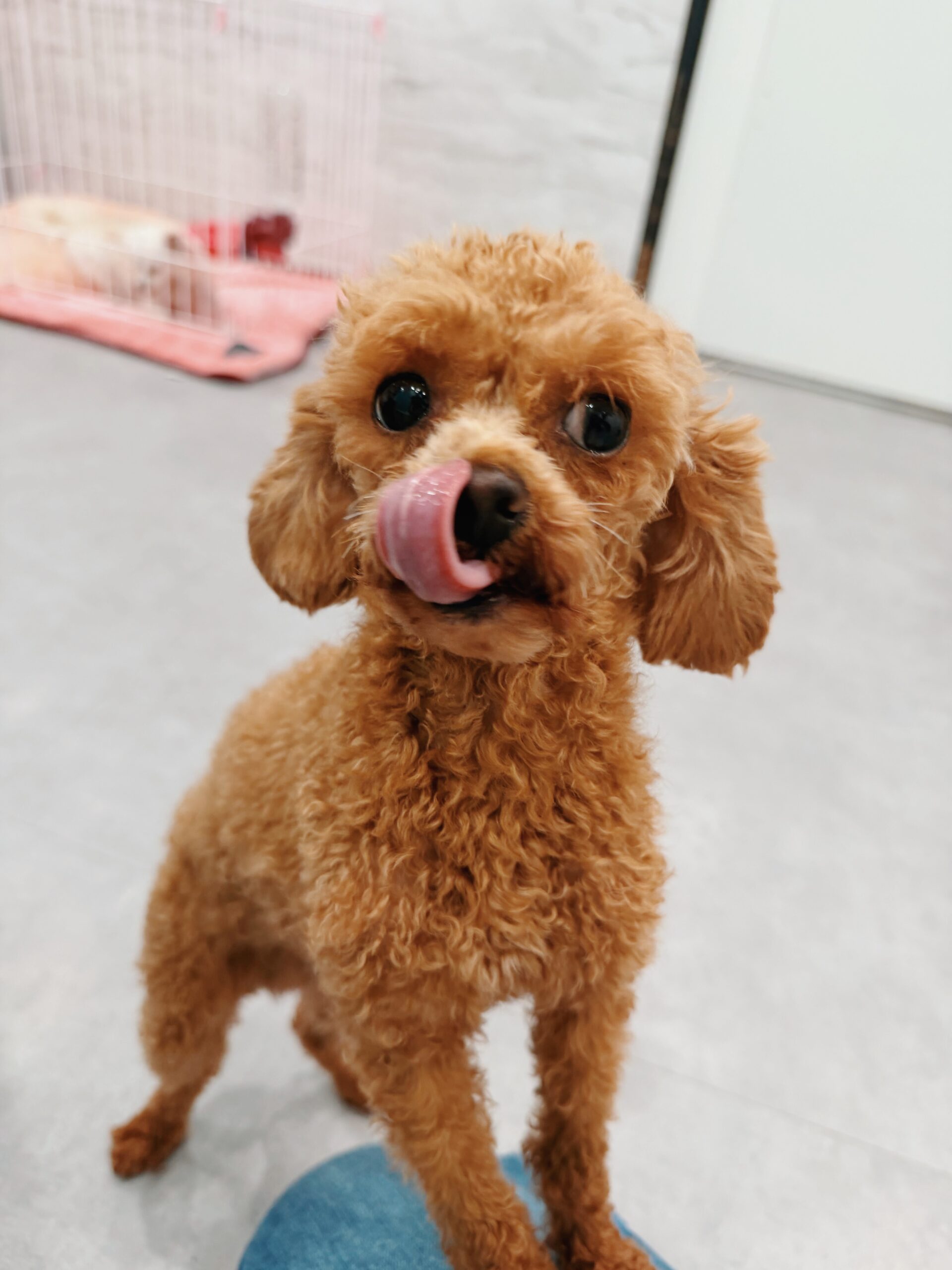 はくろほうの画像2