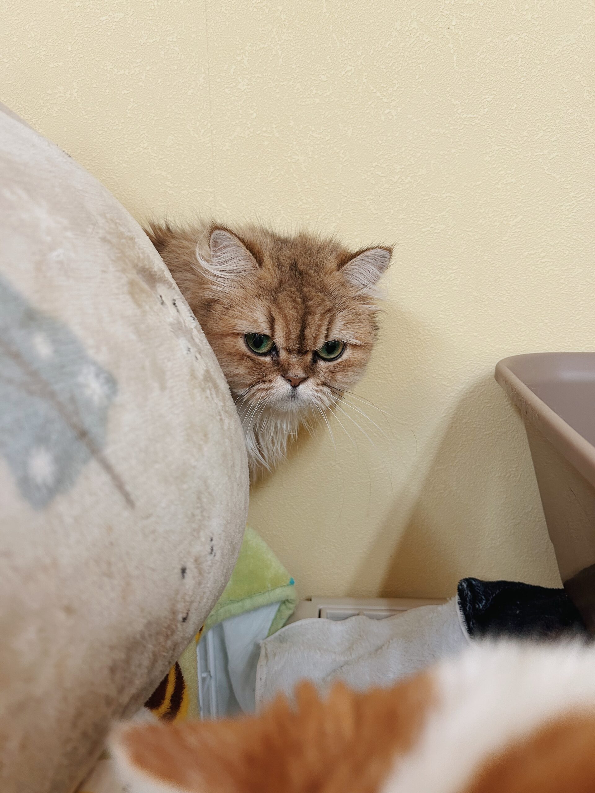 ネグローニの画像3