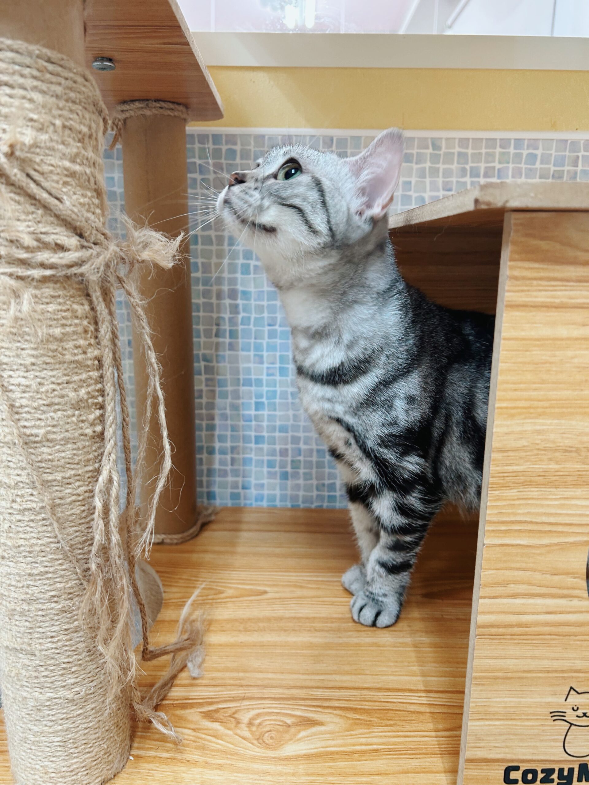 ヒュンメルの画像2