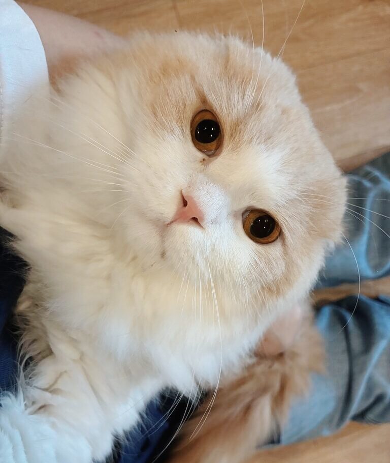 セニュムの画像3