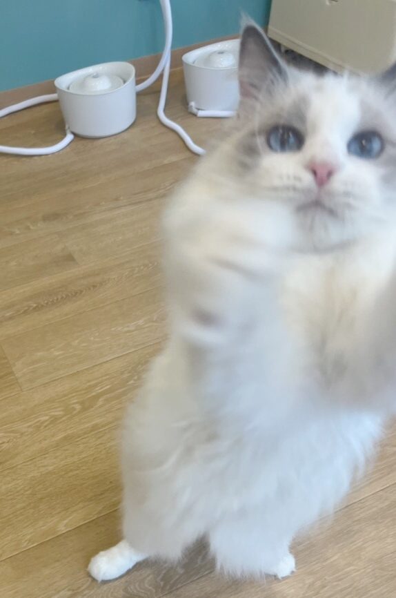 ヴォクシーの画像2