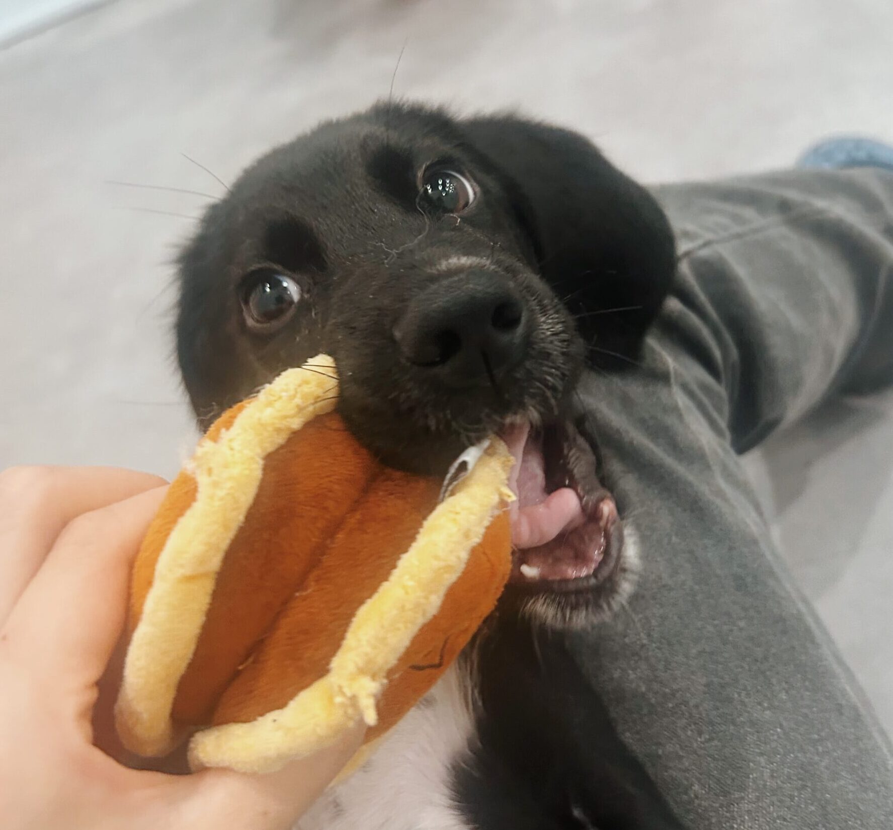 ユンケルの画像1