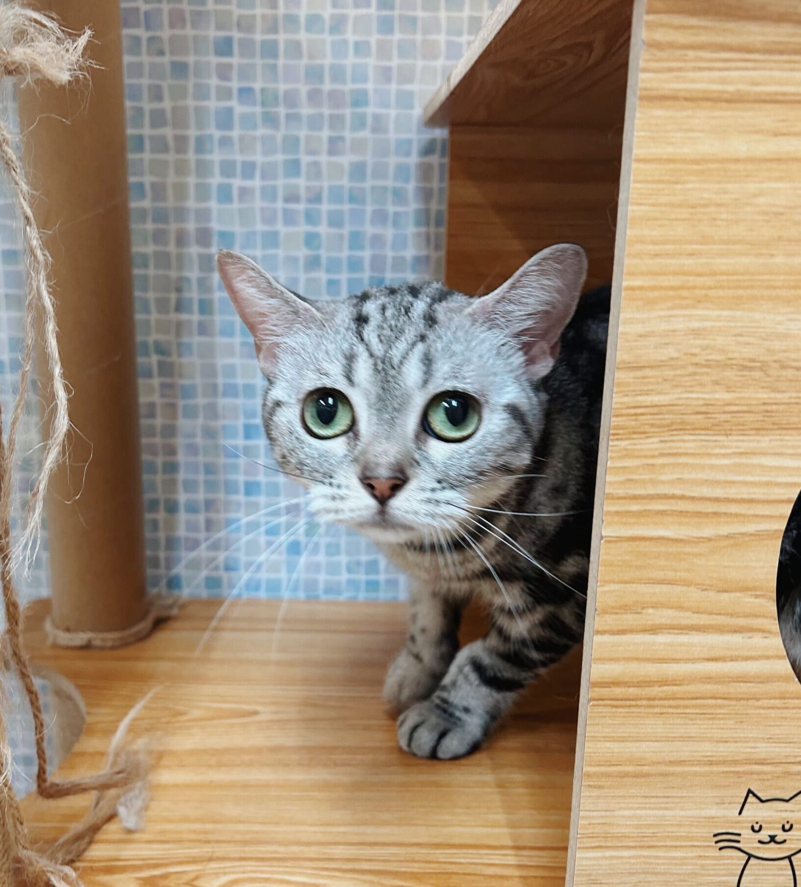 ヒュンメルの画像1