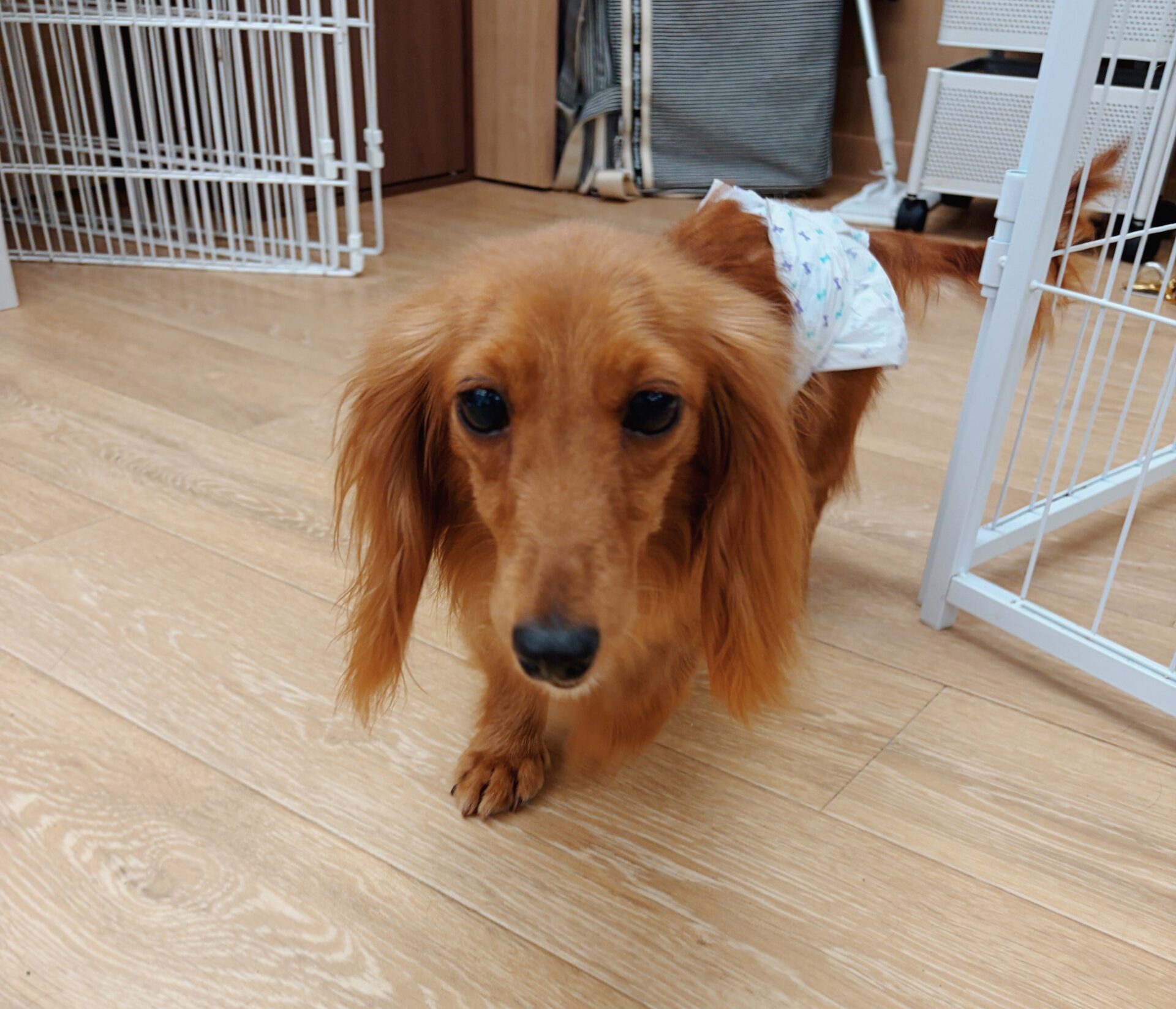 らぶりんの画像1