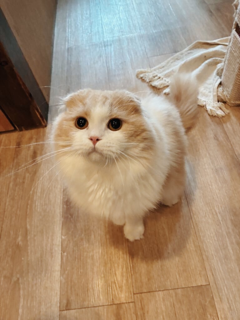 セニュムの画像2