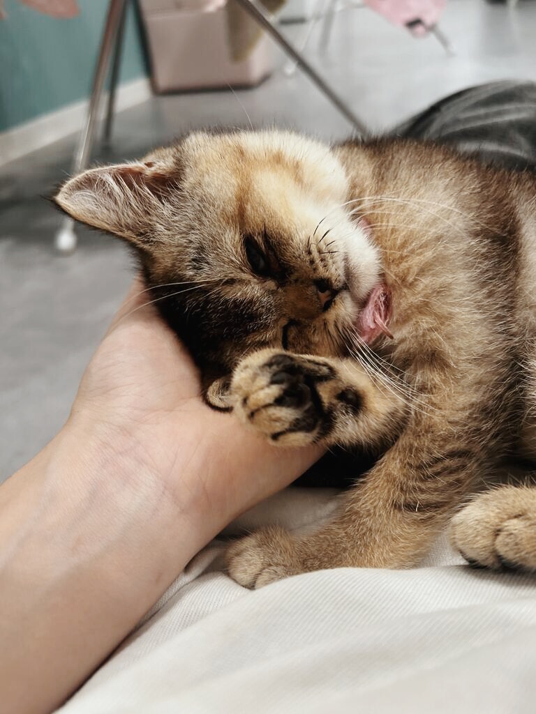 あさの画像2