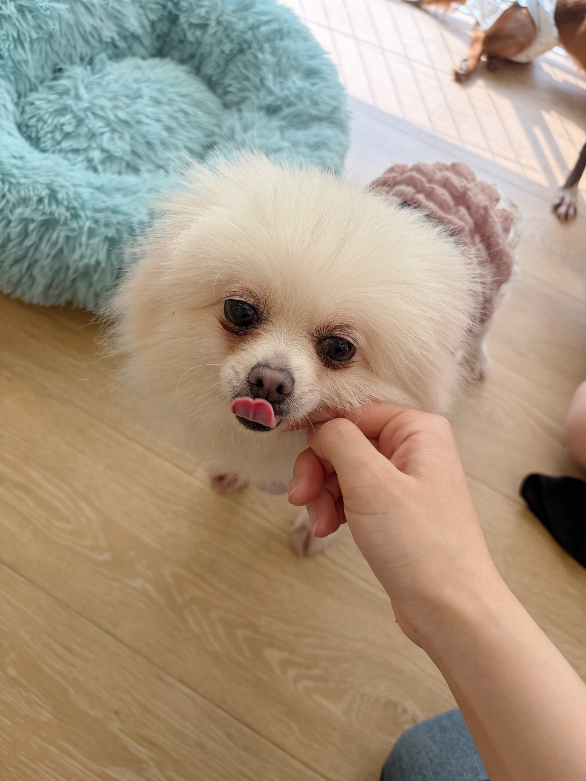 シッポナの画像3
