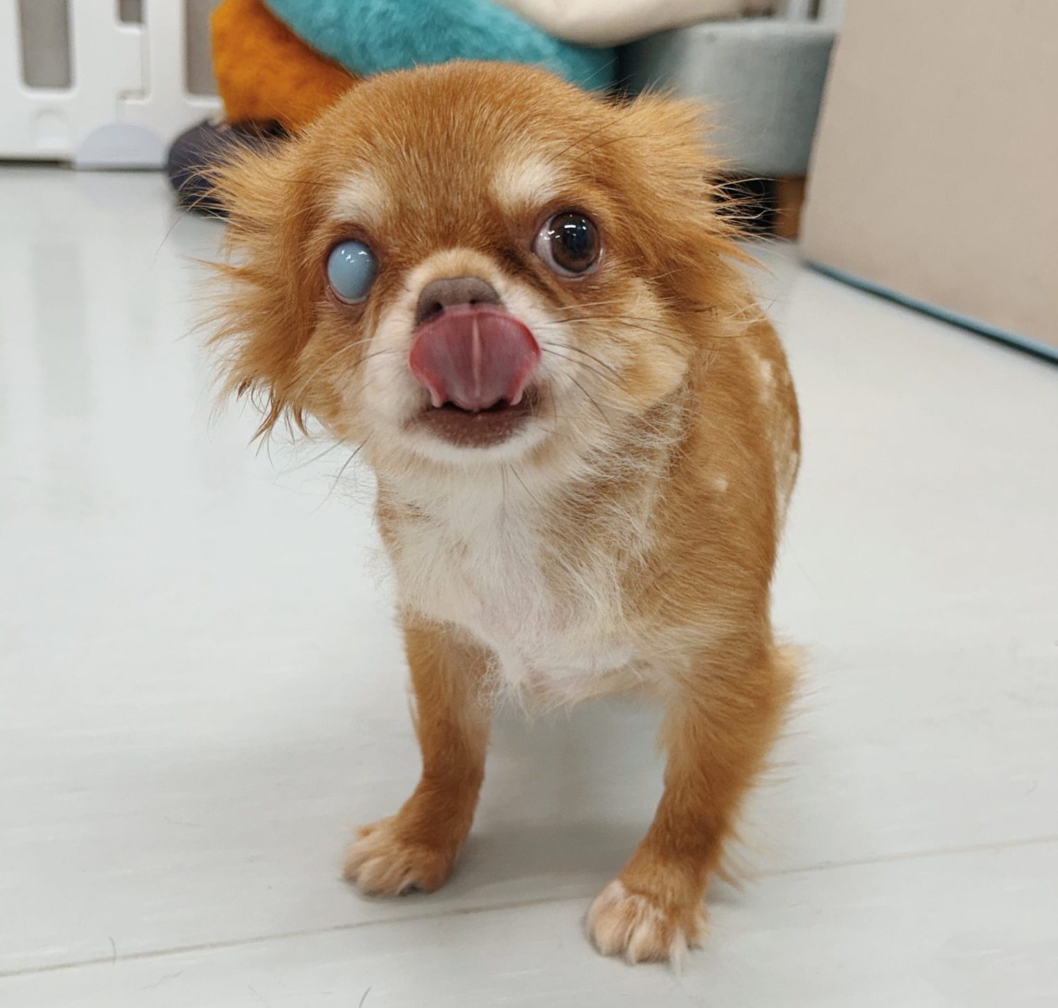 モコナの画像1
