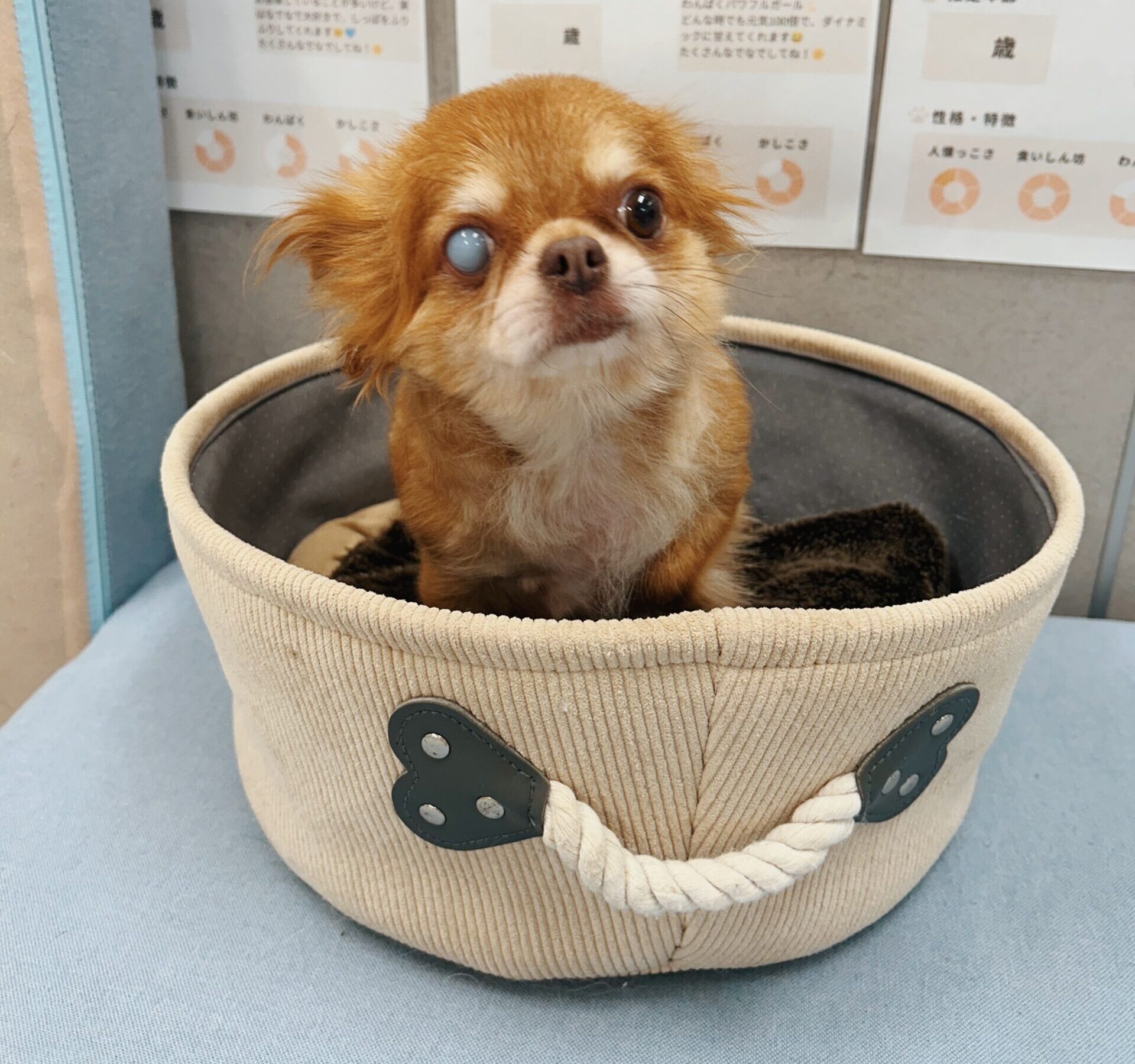 モコナの画像2