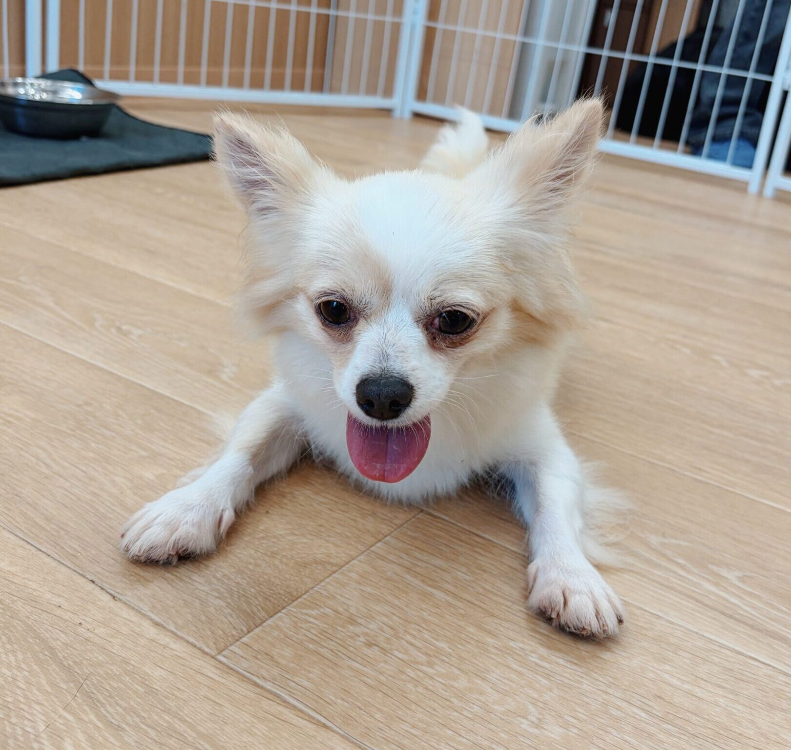 ルノーの画像3