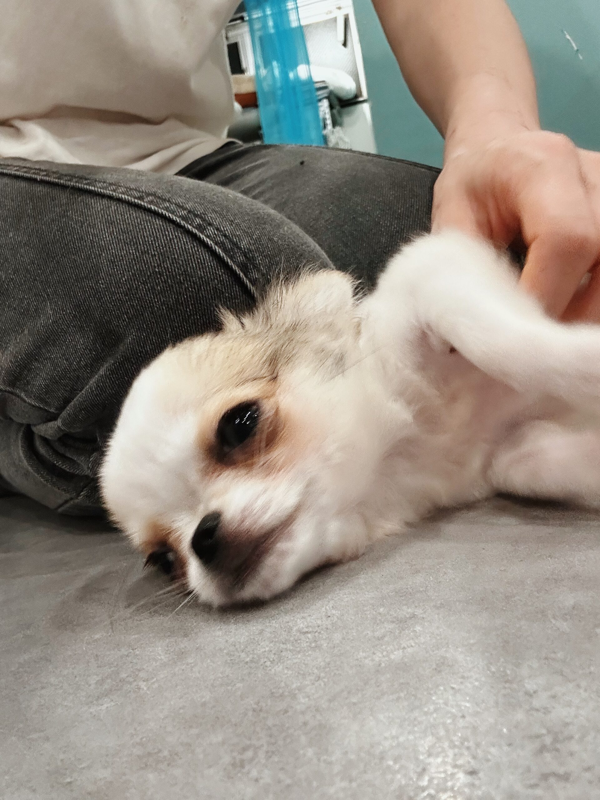 ぐでたまの画像2