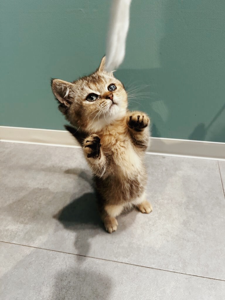 よるの画像1
