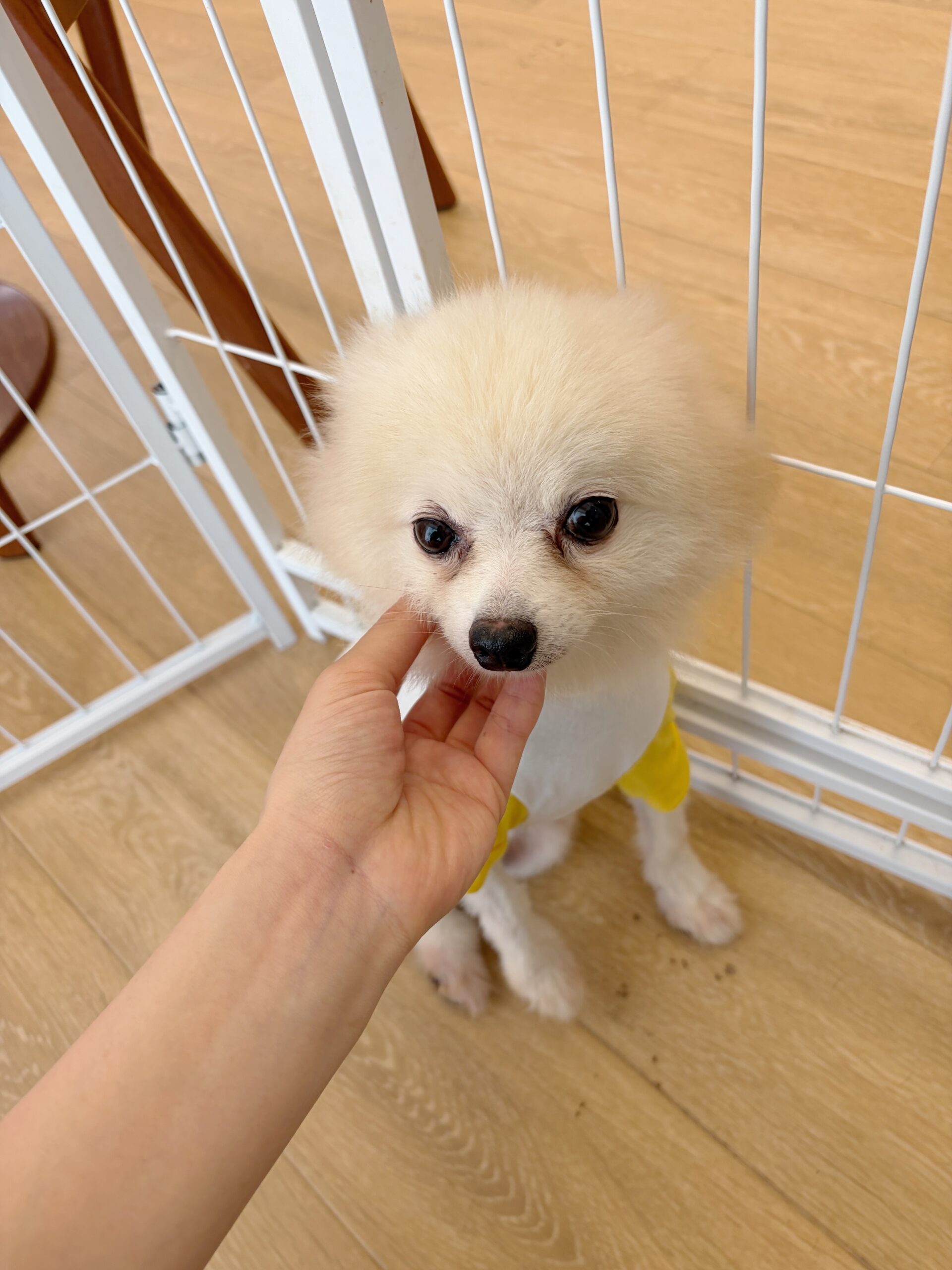 ルピピの画像2